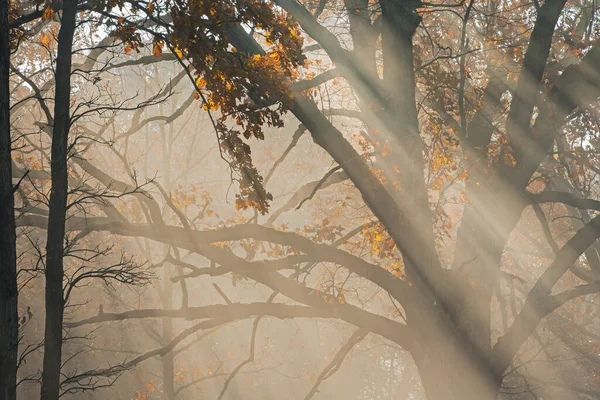 美国密歇根州卡斯特堡州立公园杰克逊洞湖 阳光普照的秋天森林景观 — 图库照片