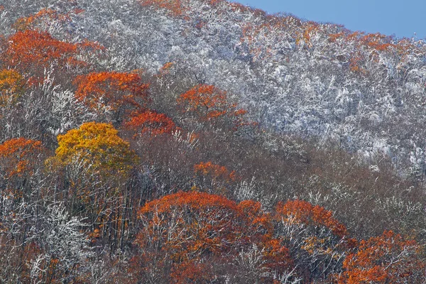 Őszi Táj Erdő Bevont Rime Jég Blue Ridge Parkway Észak — Stock Fotó