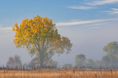 Sis içindeki uzun çayırların sonbahar manzarası, Fort Custer State Park, Michigan, ABD