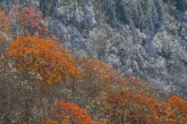 Τοπίο Του Παγωμένου Δάσους Φθινόπωρο Blue Ridge Parkway Βόρεια Καρολίνα — Φωτογραφία Αρχείου