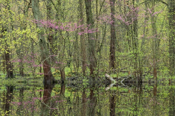 Весенний Пейзаж Леса Красным Бутоном Цветении Зеркалом Спокойной Воде Река — стоковое фото