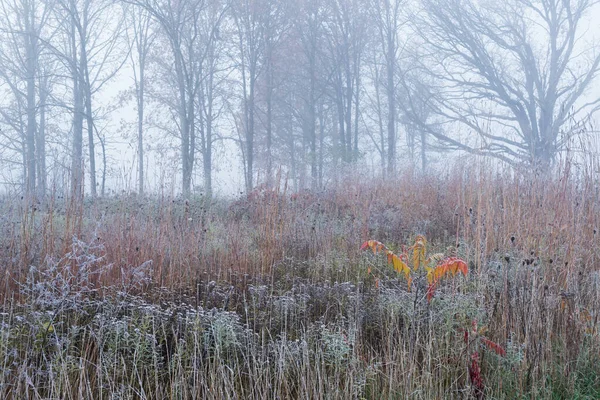 Frosted Autumn Tall Grass Prairie Fog Fort Custer State Park — Stock Photo, Image