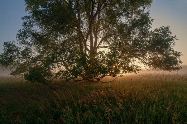 Summer Meadow Fog Silhouetted Tree Golden Grasses Sunrise Sabo Land — Stock Photo, Image