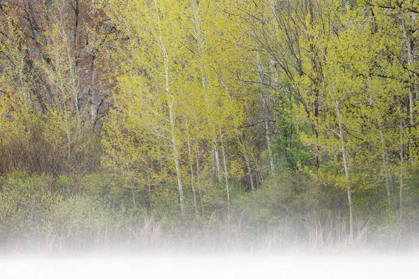 Paisagem Primavera Aspens Hall Lake Yankee Springs State Park Michigan — Fotografia de Stock