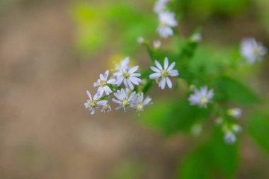 moskova ilkbahar ve yaz çiçekleri