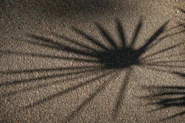 çiy ile sabah palmiye yaprağı