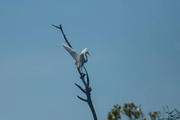 Heron Tak — Stockfoto