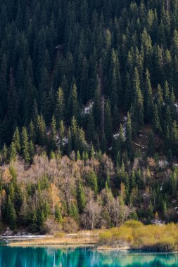 Kazakistan'ın sakin göl orman