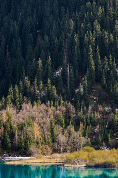 Kazakistan'ın sakin göl orman