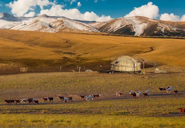 Kazakistan, Orta Asya dağlarında Urta göçebe evde