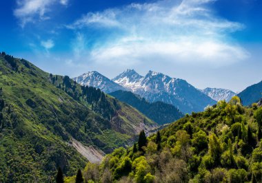 Kazakistan'ın sakin göl orman