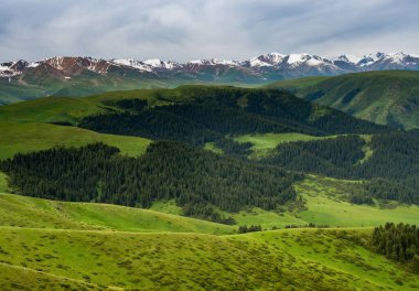 Alp çayırı, Assy Plateau, Almaty City, Kazakistan