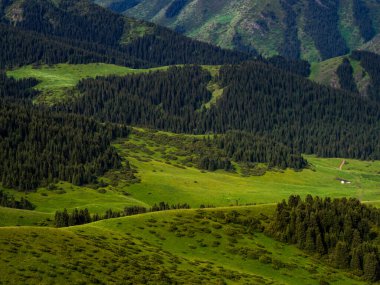 Alp çayırı, Assy Plateau, Almaty City, Kazakistan
