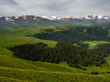 Alp çayırı, Assy Plateau, Almaty City, Kazakistan