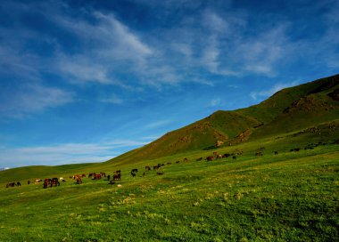 Alp çayırı, Assy Plateau, Almaty City, Kazakistan