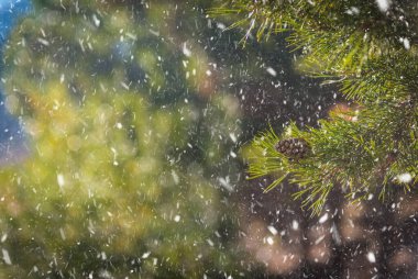 Kar Taneli Firavun Şubesi - Yılbaşı Tatil Arkaplanı