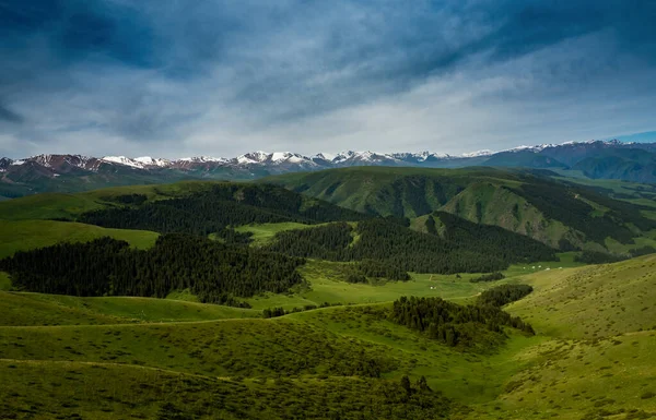 Łąka Alpejska Płaskowyżu Assy Miasto Almaty Kazachstan — Zdjęcie stockowe