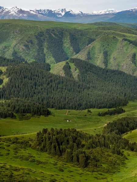 Alpine Meadow Assy Plateau Almaty City Kazakhstan — Stock Photo, Image