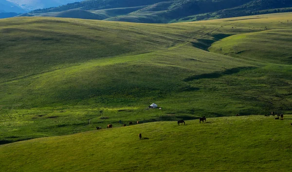 Alpská Louka Náhorní Plošině Assy Město Almaty Kazachstán — Stock fotografie