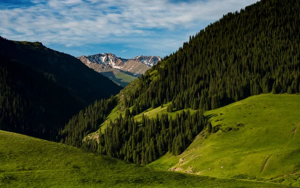 Prado Alpino Assy Plateau Ciudad Almaty Kazajstán —  Fotos de Stock