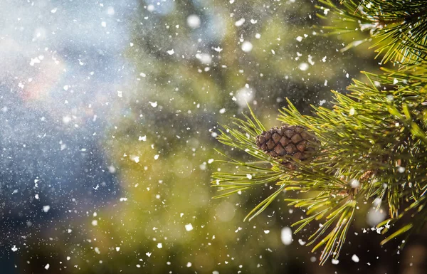 Fir Branch Snowflakes Christmas Holidays Background — Stock Photo, Image