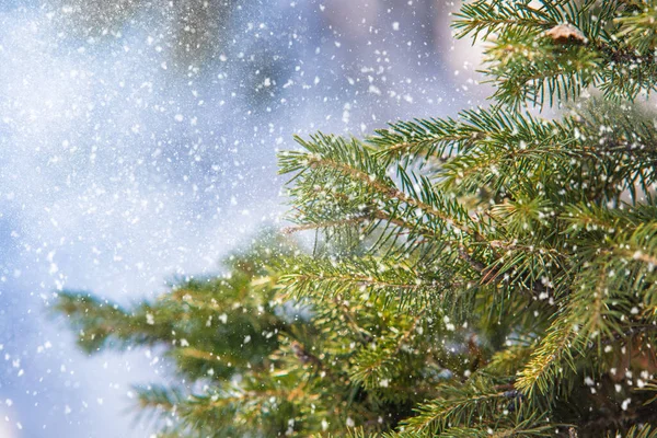 Fir Branch Snowflakes Christmas Holidays Background — Stock Photo, Image