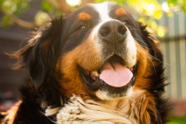 Bernese Dağ Köpeği çimlerin üzerinde