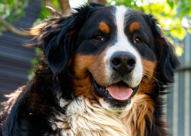 Bernese Dağ Köpeği çimlerin üzerinde