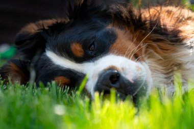 Bernese Dağ Köpeği çimlerin üzerinde