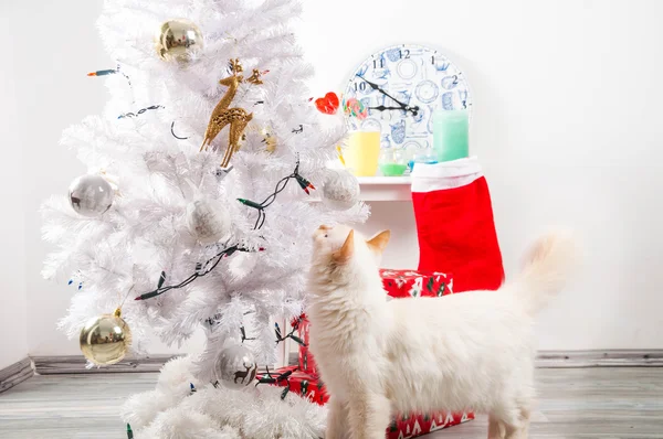 Gato branco perto da árvore de Natal — Fotografia de Stock