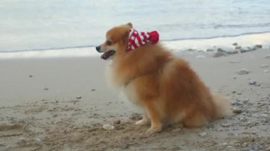 Pomeranya Spitz 'i Noel Baba şapkasıyla deniz kenarında