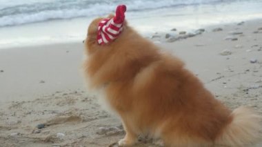 Pomeranya Spitz 'i Noel Baba şapkasıyla deniz kenarında