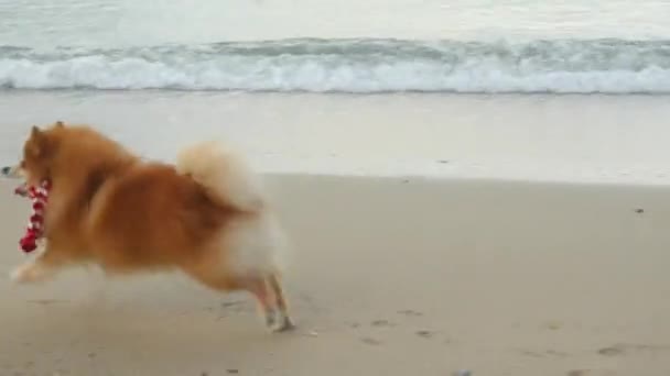 Pomeranian Spitz in Santa hoed loopt in de buurt van de zee — Stockvideo