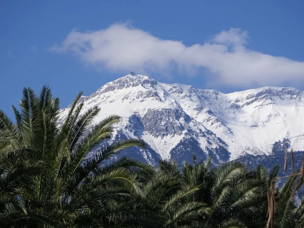 View of snowy mountain peaks and green palms — Stock Photo, Image