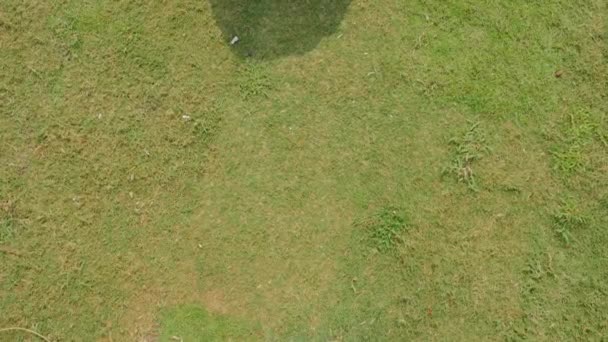 Adolescente tombe sur l'herbe verte 