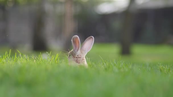 Niedliche Kaninchen ruhen im Gras — Stockvideo