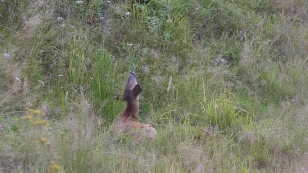 Giovane cerbiatta sdraiata sull'erba — Video Stock