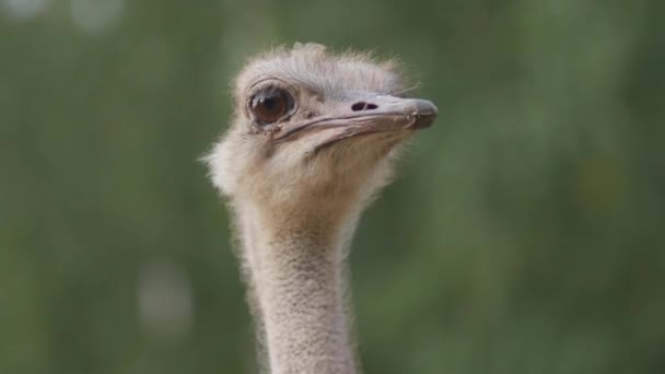 Nieuwsgierig struisvogel portret — Stockvideo