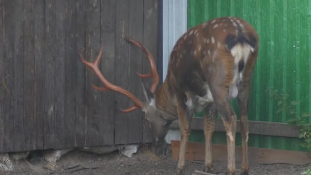 Ciervo afilar sus cuernos con la pared — Vídeo de stock