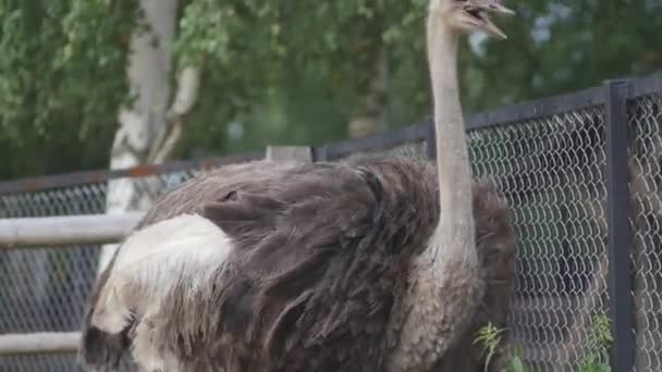 Цікавий страусиний в зоопарку — стокове відео
