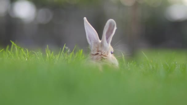 Lindo conejo descansando en la hierba — Vídeo de stock