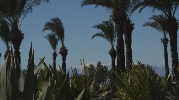 Парк с пальмами и агавами — стоковое видео