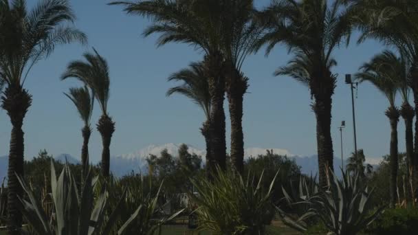 Park with palms and agaves — Stock Video