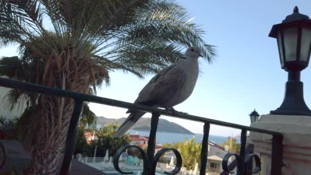 Голубь сидит на балконе отеля — стоковое видео