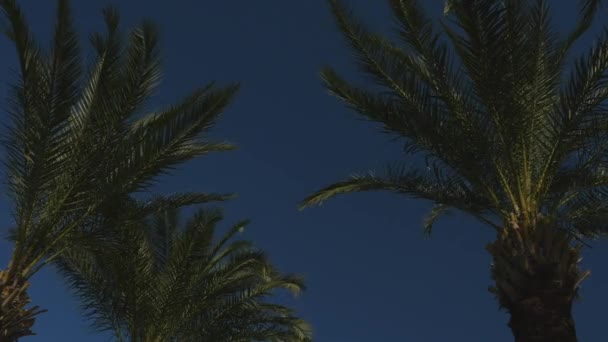 Пальми на блакитному небі — стокове відео