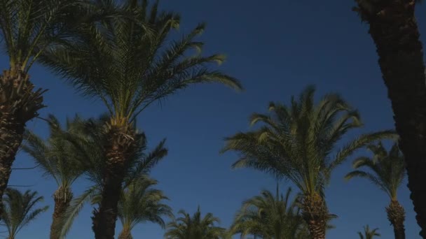 Пальмы на голубом небе — стоковое видео