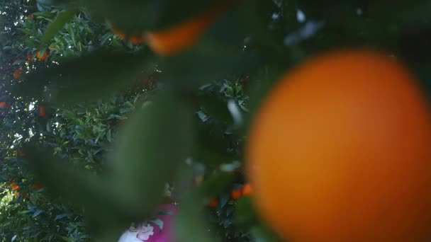 Jonge vrouw in oranje tuin die fruit aanraakt — Stockvideo