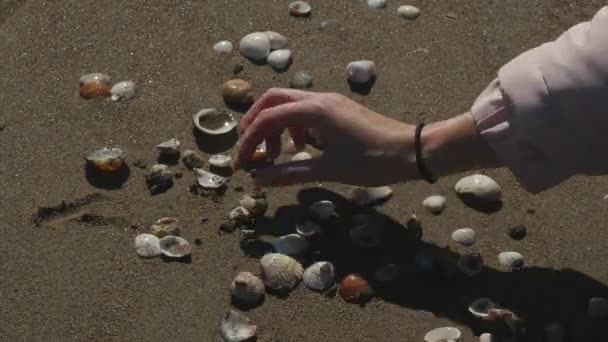 Womans hand picking seashells — Stock Video
