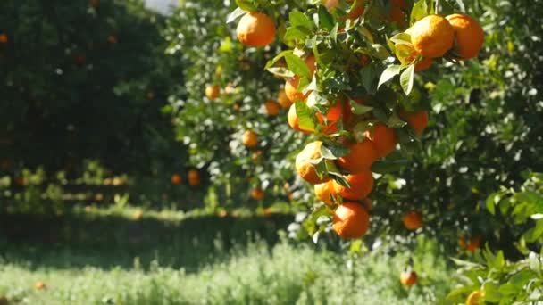 Pomerančové plody visící na stromě — Stock video