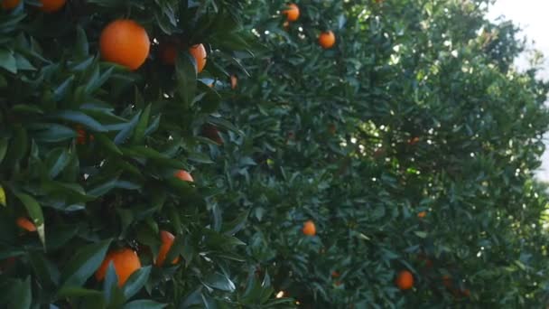 Молодая красивая женщина держит апельсины перед глазами — стоковое видео